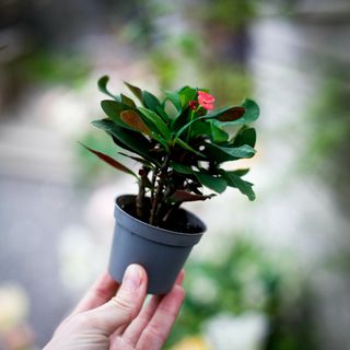 Euphorbia milii 'Eos' - Kristi Törnekrona