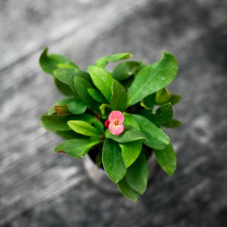 Euphorbia milii 'Eos' - Kristi Törnekrona