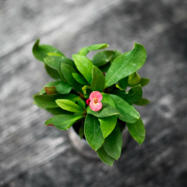 Euphorbia milii 'Eos' - Kristi Törnekrona 6 cm