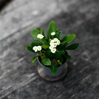 Euphorbia milii 'Hector'