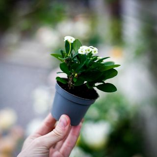 Euphorbia milii 'Hector'