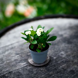 Euphorbia milii 'Hector'