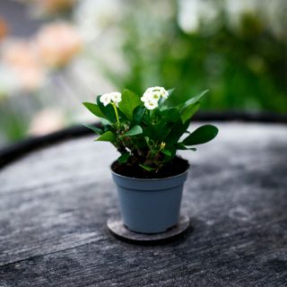 Euphorbia milii 'Hector'