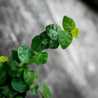 Ficus pumila 'Arina'
