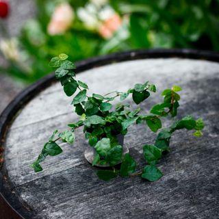 Ficus pumila 'Arina'