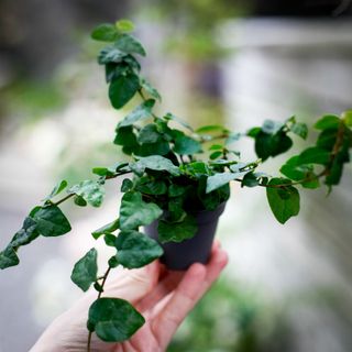 Ficus pumila 'Arina'