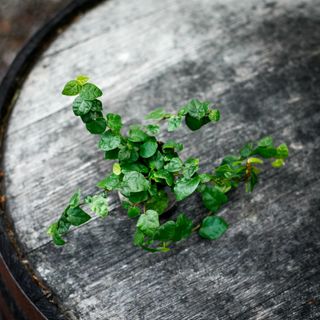 Ficus pumila 'Arina'