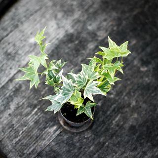 Hedera helix ‘Broget’ - Murgröna