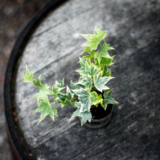 Hedera helix ‘Broget’ - Murgröna