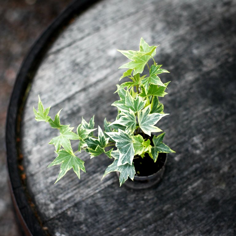 Hedera helix 'Broget' - Murgröna 6 cm