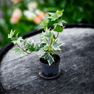 Hedera helix ‘Broget’ - Murgröna