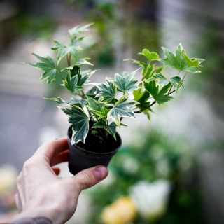 Hedera helix ‘Broget’ - Murgröna