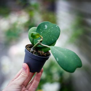Hoya Kerrii ranka
