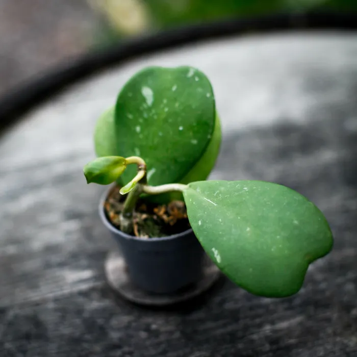 Rankande Hoya kerrii med hj&auml;rtformade gr&ouml;na blad