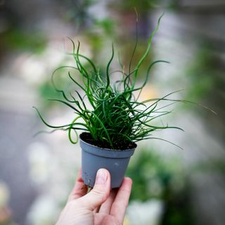 Juncus 'Super Curl'