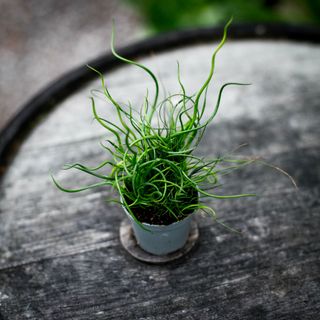Juncus 'Super Curl'