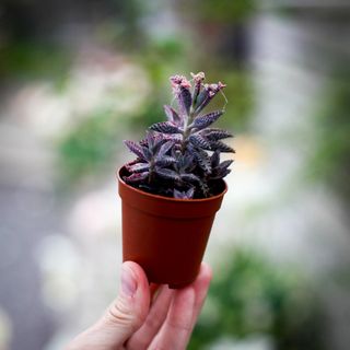Kalanchoe 'Pink Butterflies'