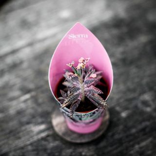 Kalanchoe 'Pink Butterflies'