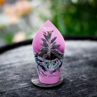 Kalanchoe 'Pink Butterflies'