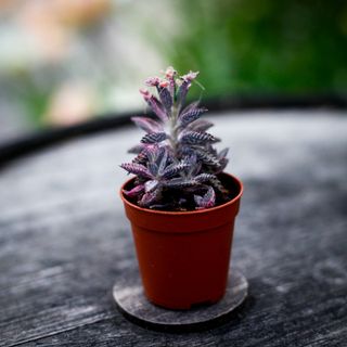 Kalanchoe 'Pink Butterflies'