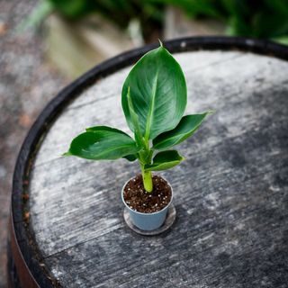 Musa acuminata - Ädelbanan