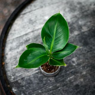 Musa acuminata - Ädelbanan
