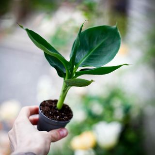 Musa acuminata - Ädelbanan