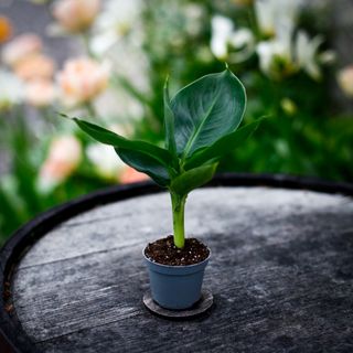 Musa acuminata - Ädelbanan