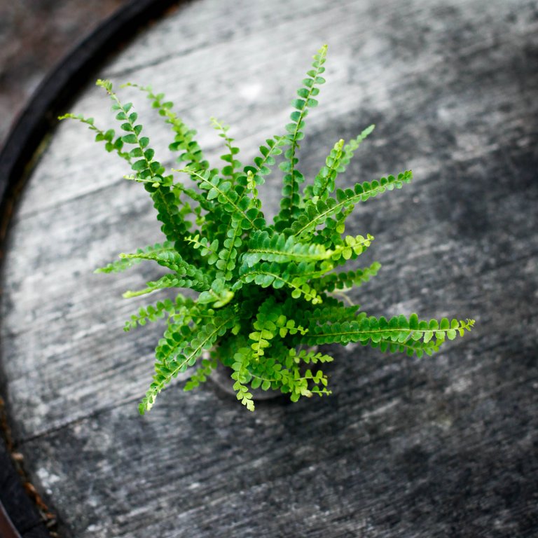 Nephrolepis 'Duffy' 6 cm