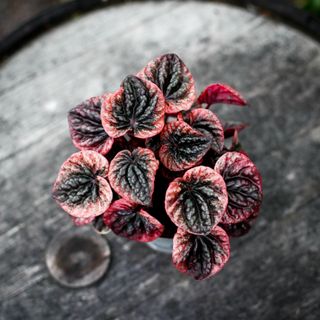 Peperomia 'Abricos' 12 cm