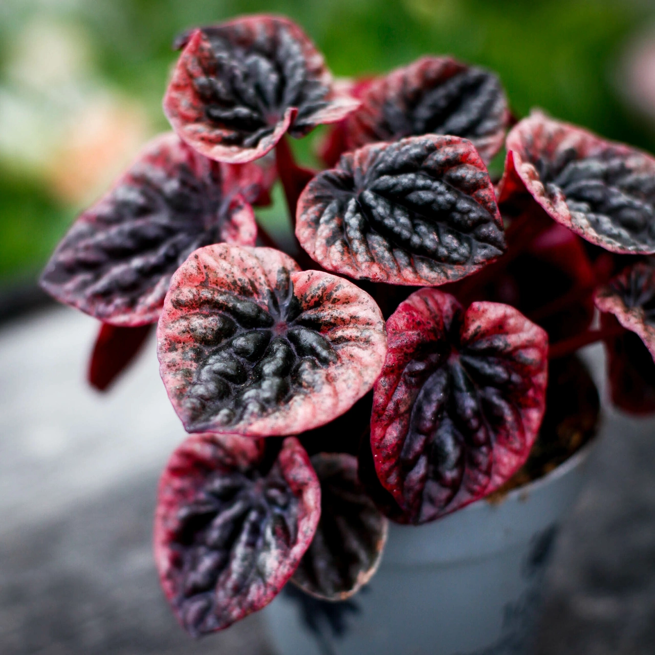 Peperomia i liten kruka