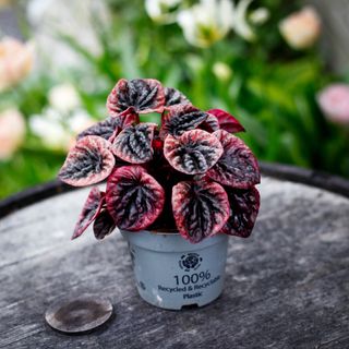 Peperomia 'Abricos' 12 cm