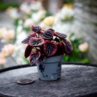 Peperomia 'Abricos' 12 cm