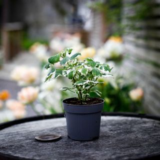 Plectranthus - Söderhavsljus 10,5 cm