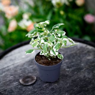 Plectranthus - Söderhavsljus 10,5 cm