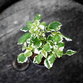 Plectranthus - Söderhavsljus 10,5 cm