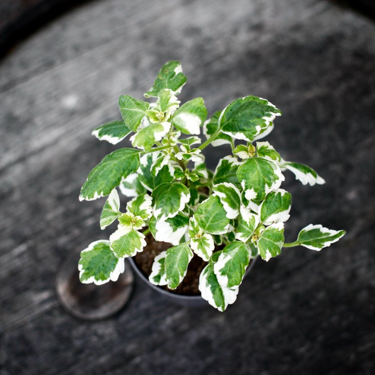 Plectranthus forsteri 'Variegata' 10,5 cm