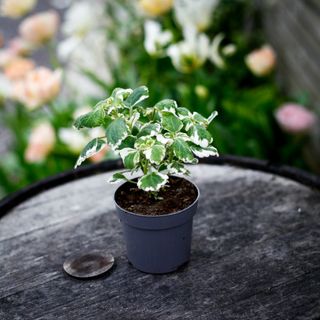 Plectranthus - Söderhavsljus 10,5 cm