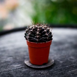 Gymnocalycium mihanovichii