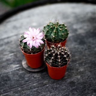 Gymnocalycium mihanovichii