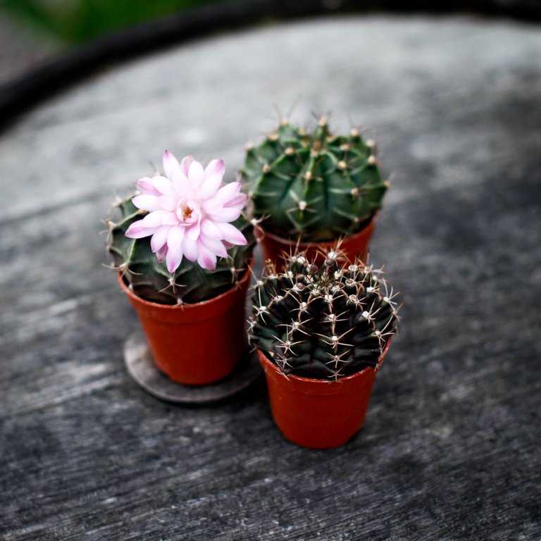 Gymnocalycium mihanovichii