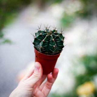 Gymnocalycium mihanovichii