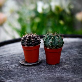 Gymnocalycium mihanovichii
