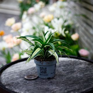 Dracena 'Maleika' 12 cm