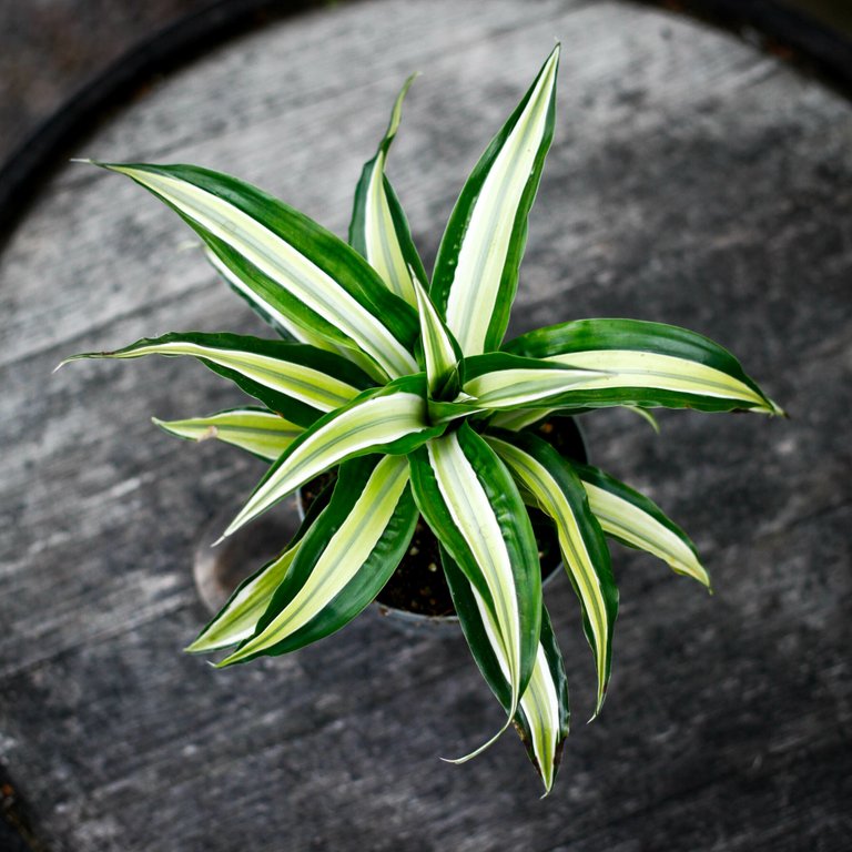 Dracena 'Maleika' 12 cm
