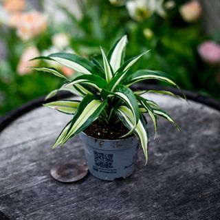 Dracena 'Maleika' 12 cm