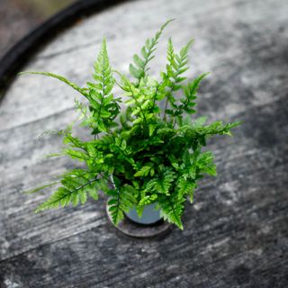 Polystichum tsus-simense