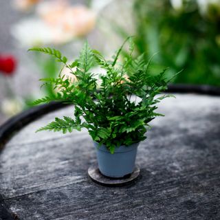 Polystichum tsus-simense