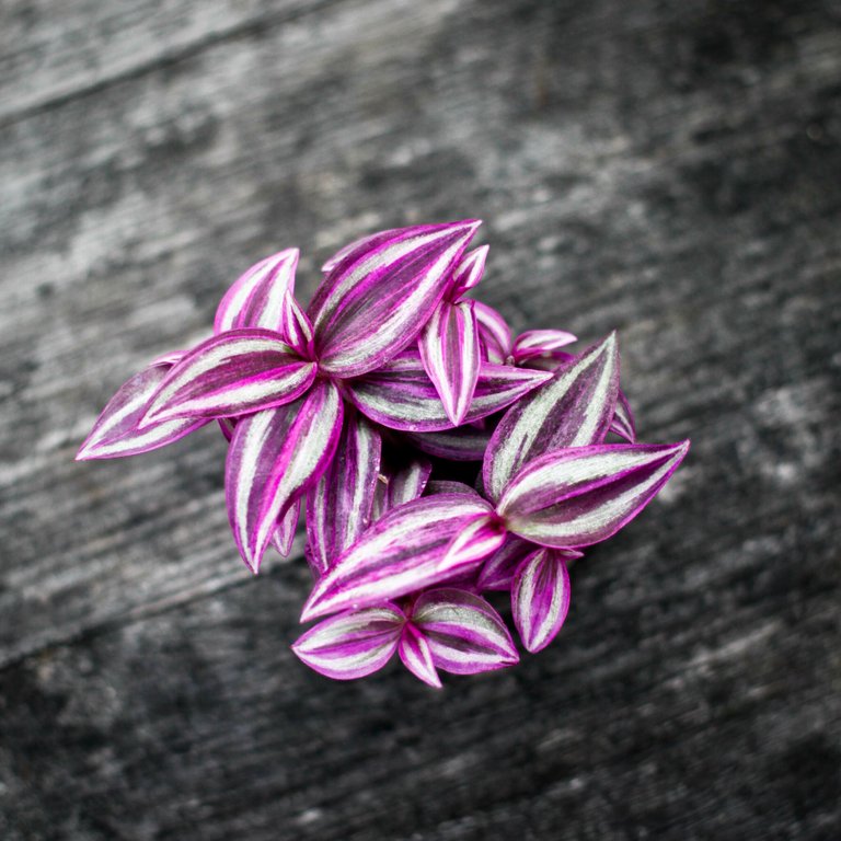 Tradescantia 'Pink Paradise' 6 cm