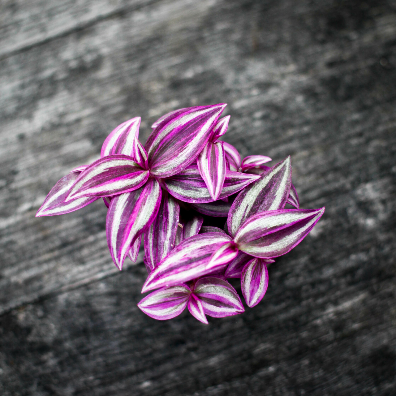 Tradescantia Pink Paradise med rosa och silvriga blad